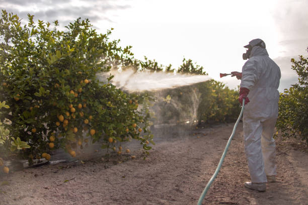 Professional Pest Control in Halls, TN