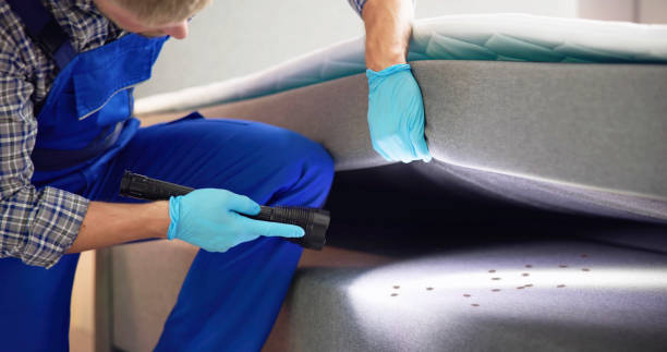 Best Ant Control Services  in Halls, TN