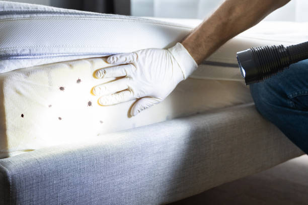 Best Cockroach Control Services  in Halls, TN