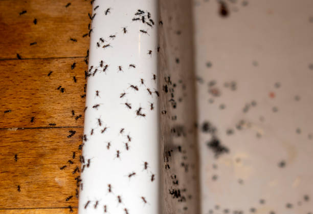 Best Insect Control  in Halls, TN
