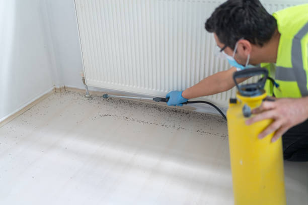 Best Bed Bug Extermination  in Halls, TN